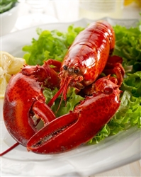 Live 1.1 lb Maine Lobster