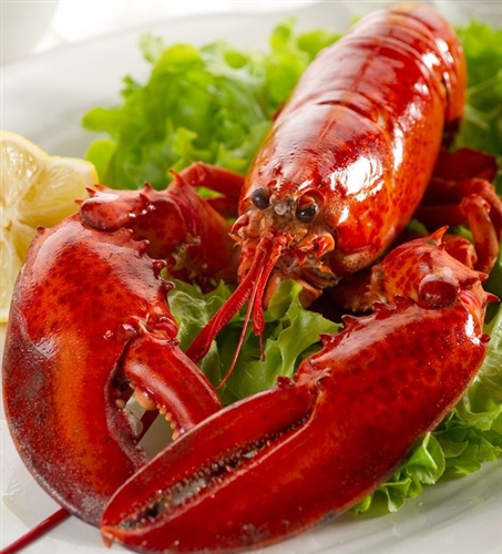 Live Maine Lobster - 1.25 - 1.5 lb