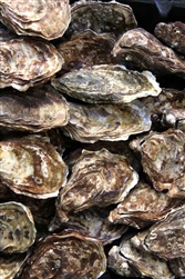 Oysters in the Shell