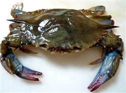 Crab, Soft Shell - $59.87 for 4 crabs
