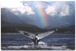 Notebook Computer Skin Fits Most Widescreens Up to 17 in., Whale with Rainbow