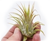 Tillandsia Ionantha Guatemala