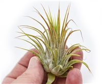 Tillandsia Ionantha Guatemala