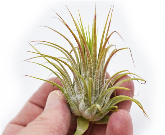 Tillandsia Ionantha Guatemala