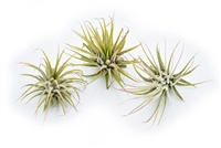 Tillandsia Ionantha Guatemala 3 pack