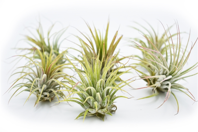 Tillandsia Ionanatha Guatemala 12 pack