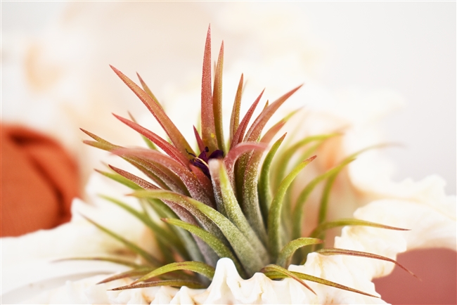 Tillandsia Ionantha Guatemala 24 pack