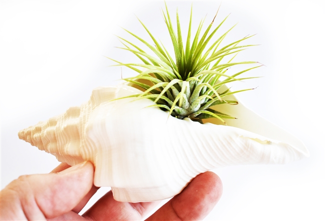 White Indian Chank Air Plant Kit