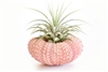 Pink Sea Urchin Air Plant Kit