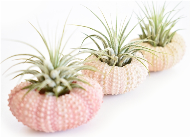 Pink Sea Urchin Air Plant Kit - 3 Pack