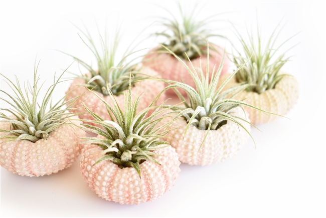 Pink Sea Urchin Air Plant Kit - 6 Pack