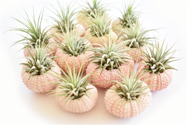 Pink Sea Urchin Air Plant Kit - 12 Pack