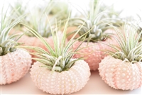 Pink Sea Urchin Air Plant Kit - 24 Pack