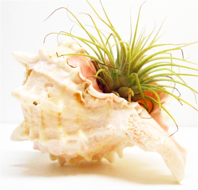 Pink Murex Air Plant