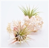 Pink Murex Air Plant (2 Pack)