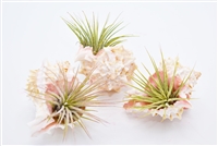 Pink Murex Air Plant (3 Pack)