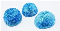 Blue Mushroom Coral x small