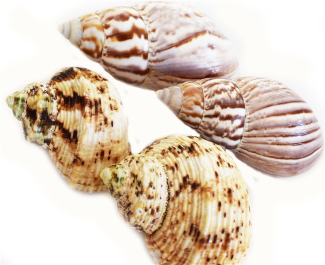 4 Hermit Crab Shell Set