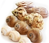 Hermit Crab Shell Set 10 Mix