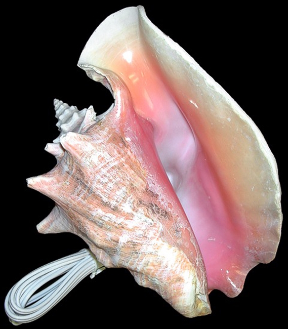 Pink Conch Lamp