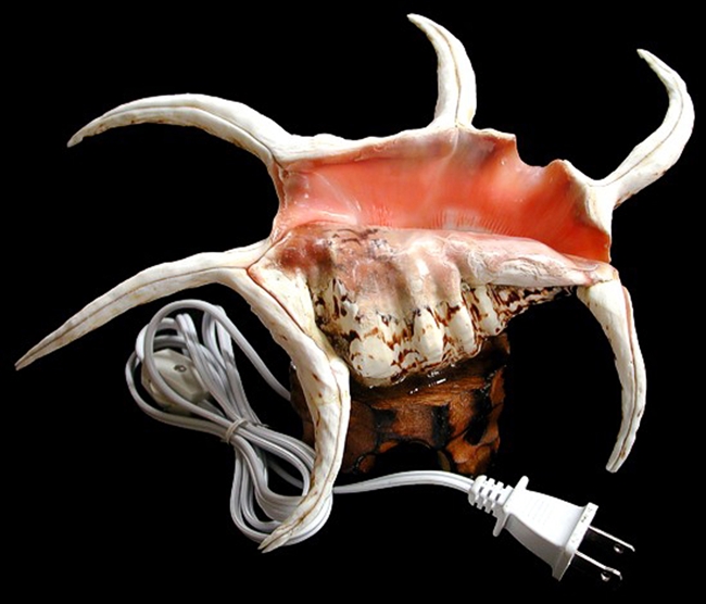 Spyder Conch Lamp