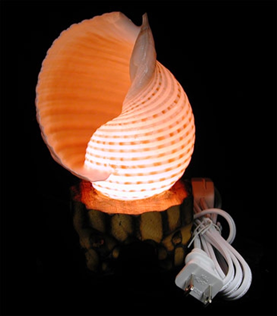 Selacosa Lamp