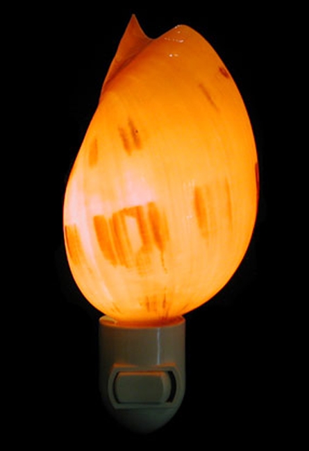 melon shell night light