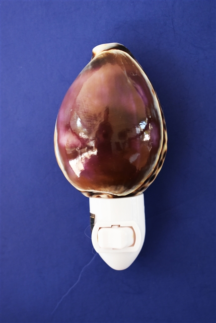 purple top cowrie night light