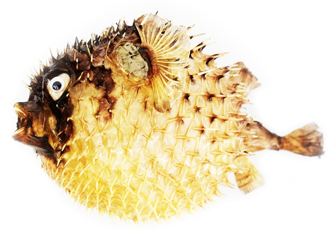 Porcupine Fish