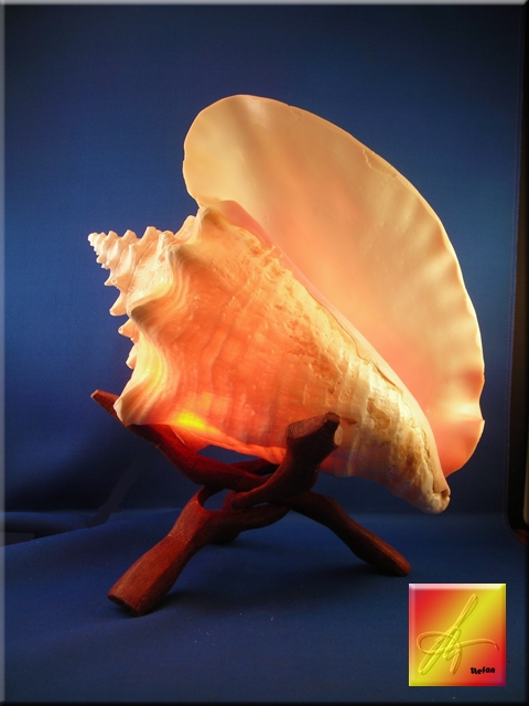 Pink Conch Lamp w. Stand