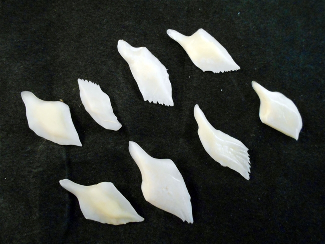 White Gar Scales