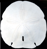 Arrowhead Sand Dollar