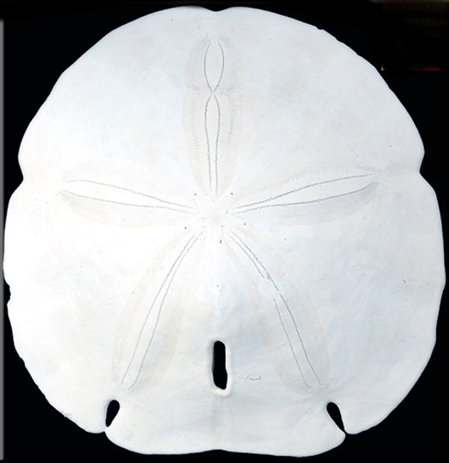 Arrowhead Sand Dollar