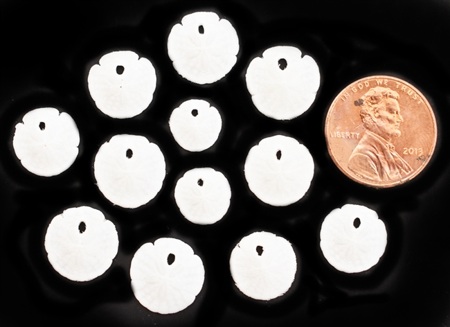 Florida Sand Dollar