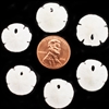 Florida Sand Dollar
