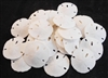 Florida Sand Dollar