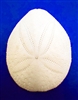 Puffer Sea Biscuit - 12-Pack