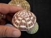 gator sea urchin small