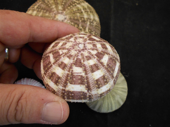 gator sea urchin small