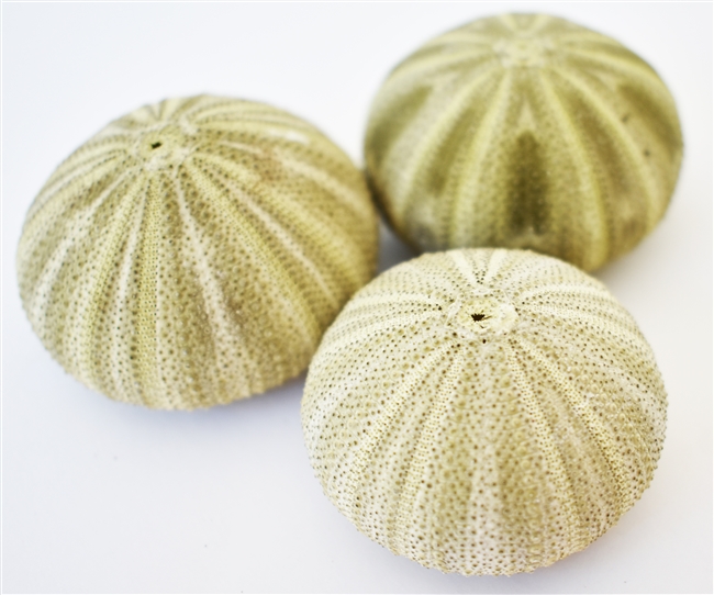 green thai sea urchin 3-pack