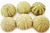 green thai sea urchin 6-pack