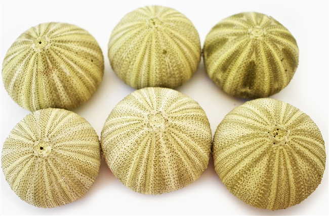 green thai sea urchin 6-pack