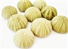 green thai sea urchin 12-pack