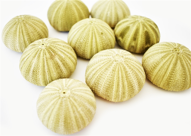 green thai sea urchin 12-pack