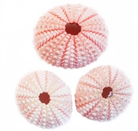 pink sea urchin