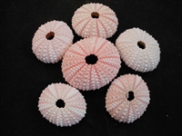 pink sea urchin