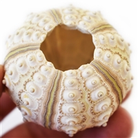 Sputnik Sea Urchin Shell Large