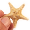 Chocolate Chip Starfish 1-2"