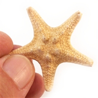 Chocolate Chip Starfish 1-2"