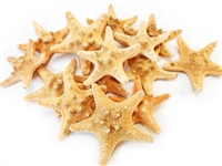 Chocolate Chip Starfish 1-2"